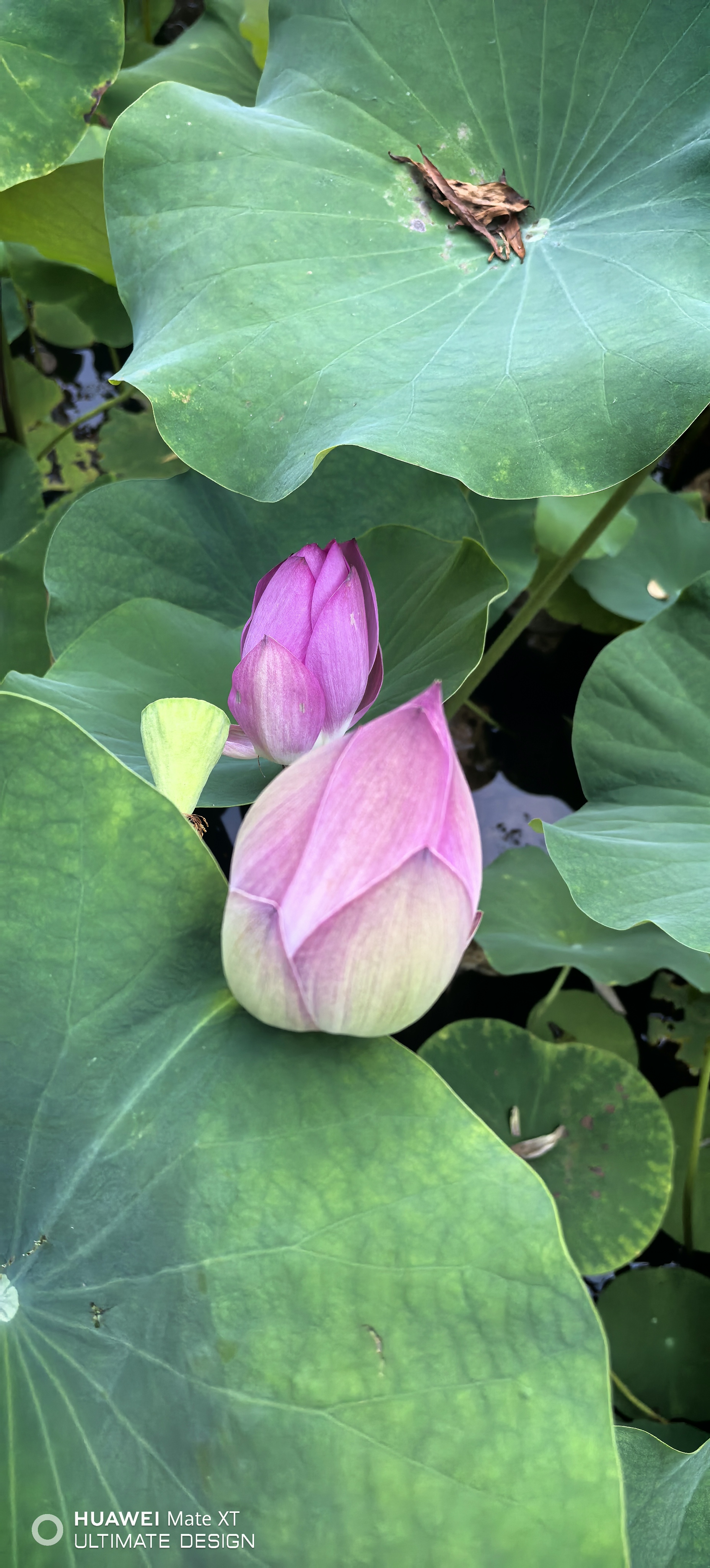 淄博西区别墅哪家好