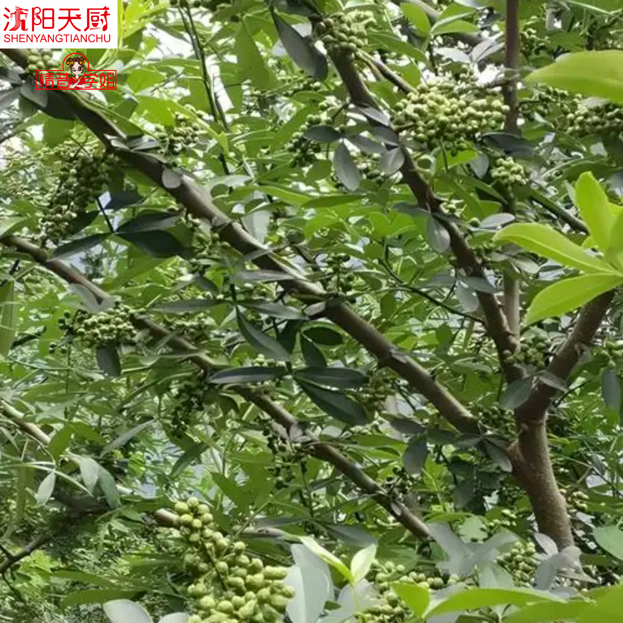 2026年餐饮消费市场对风味的要求越来越精细化，尤其是做麻辣烫、麻辣拌、冒菜、川菜类业态的老板都清楚，麻椒的香气、麻度直...